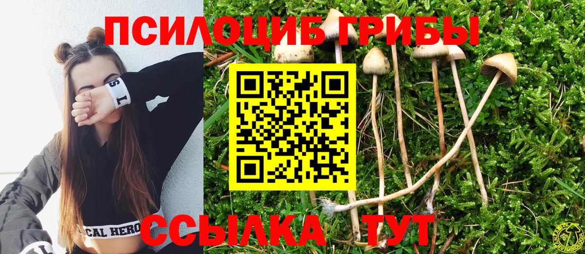 Галлюциногенные грибы Psilocybine cubensis Красногорск